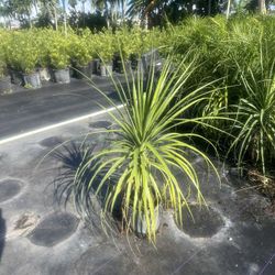 Ponytail Palm 3gal