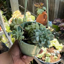 It is a beautiful hanging succulent it drapes down