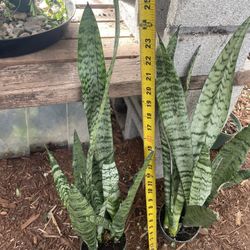 Premium**2ft Matured Snake Plant (baby Sprouting) 95820