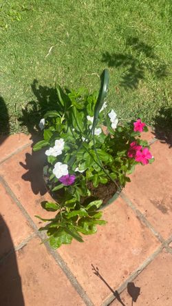Hanging basket
