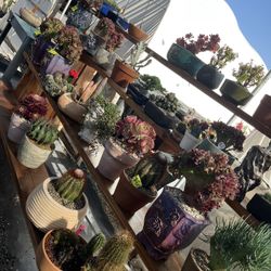 Succulents And Cactus Arrangements Are Ready For Today Father’s Day From $12 And Up 
