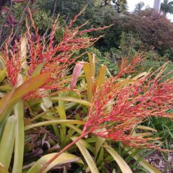 Large Long Lasting Flowering Bromeliads