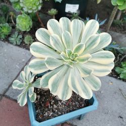 Pretty Aeonium sunburst colorful rose tree succulent only 1 hurry