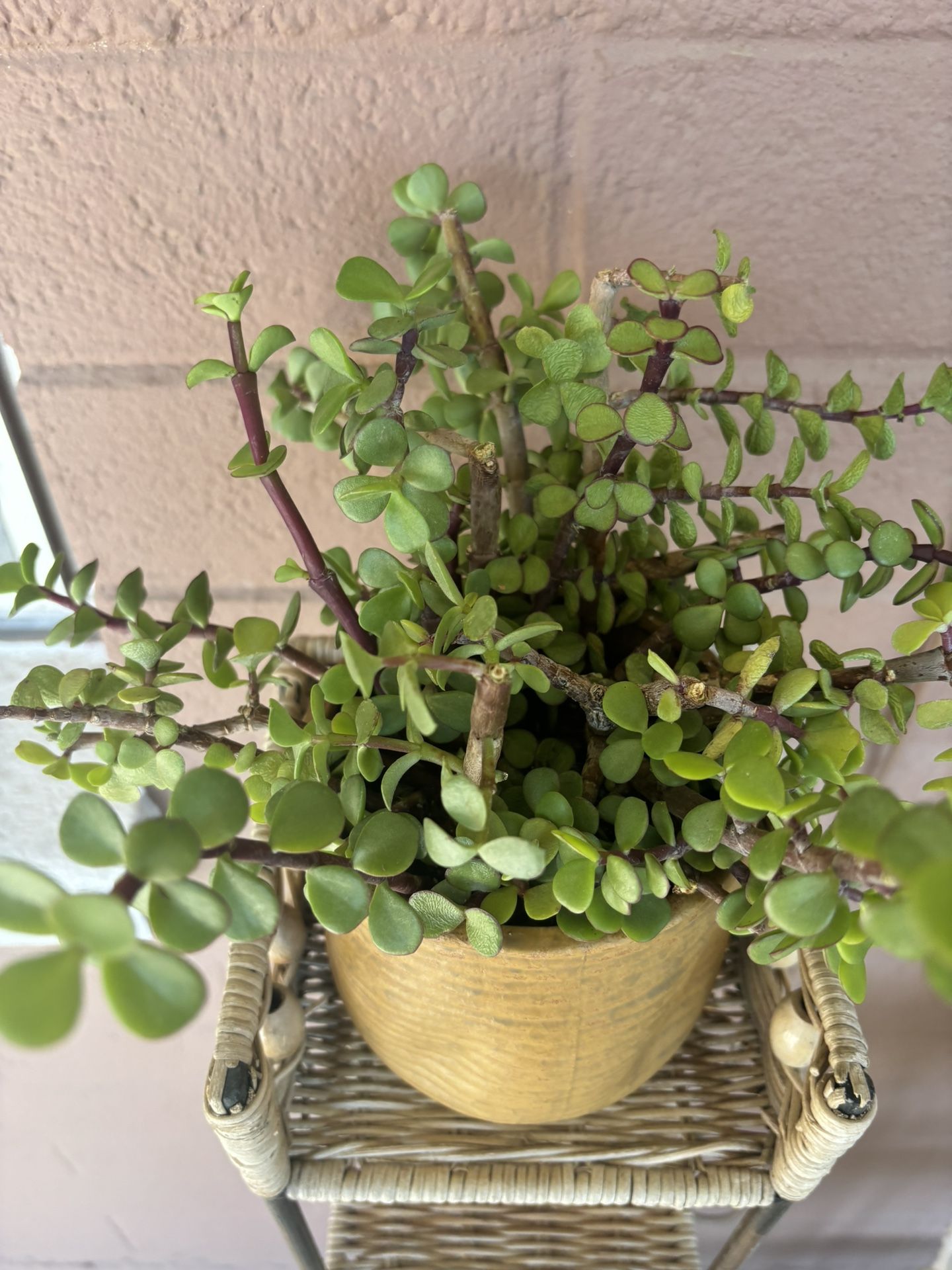 Beautiful Elephant Food Succulent