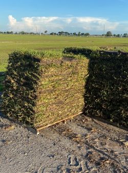 FRESH SOD