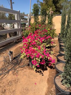 Bougainvillea 15 gallons