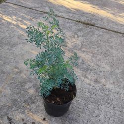 Ruda Plant 