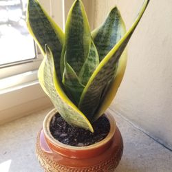 Snake  Plant 