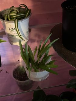 aloe vera pups