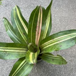 Bromeliad Plant