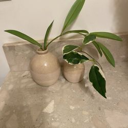 Vase With Fake Plant 