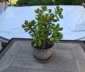 A pot of lovely jade plant