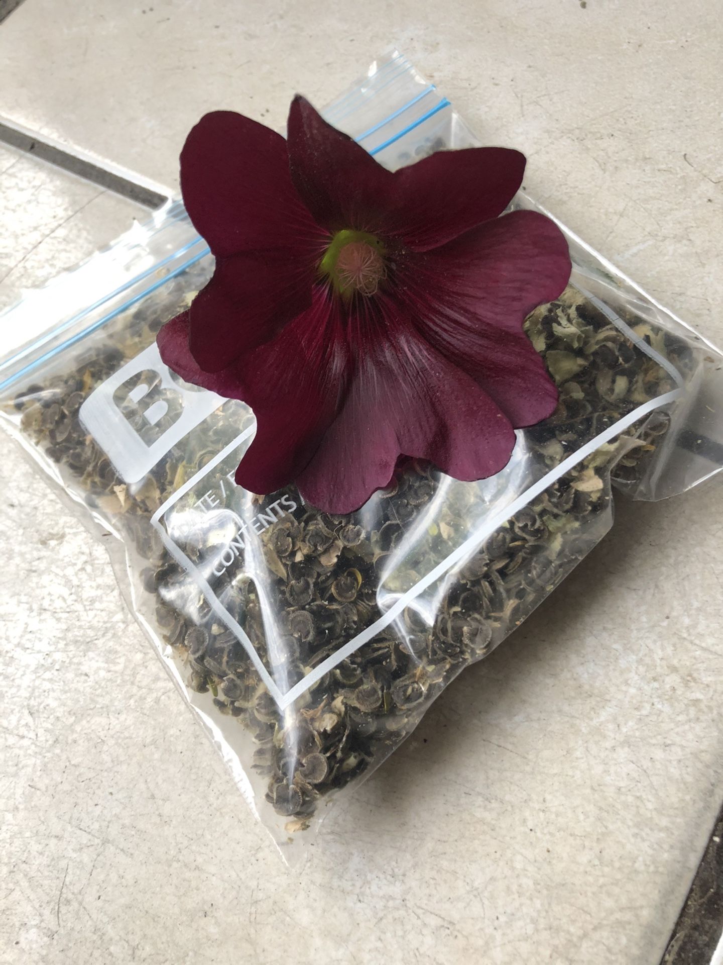 Hollyhock Seeds 