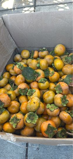 Organic Persimmons 130