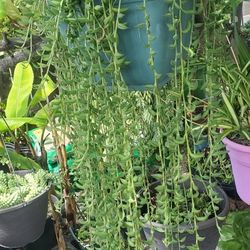 Hanging Succulent Plant