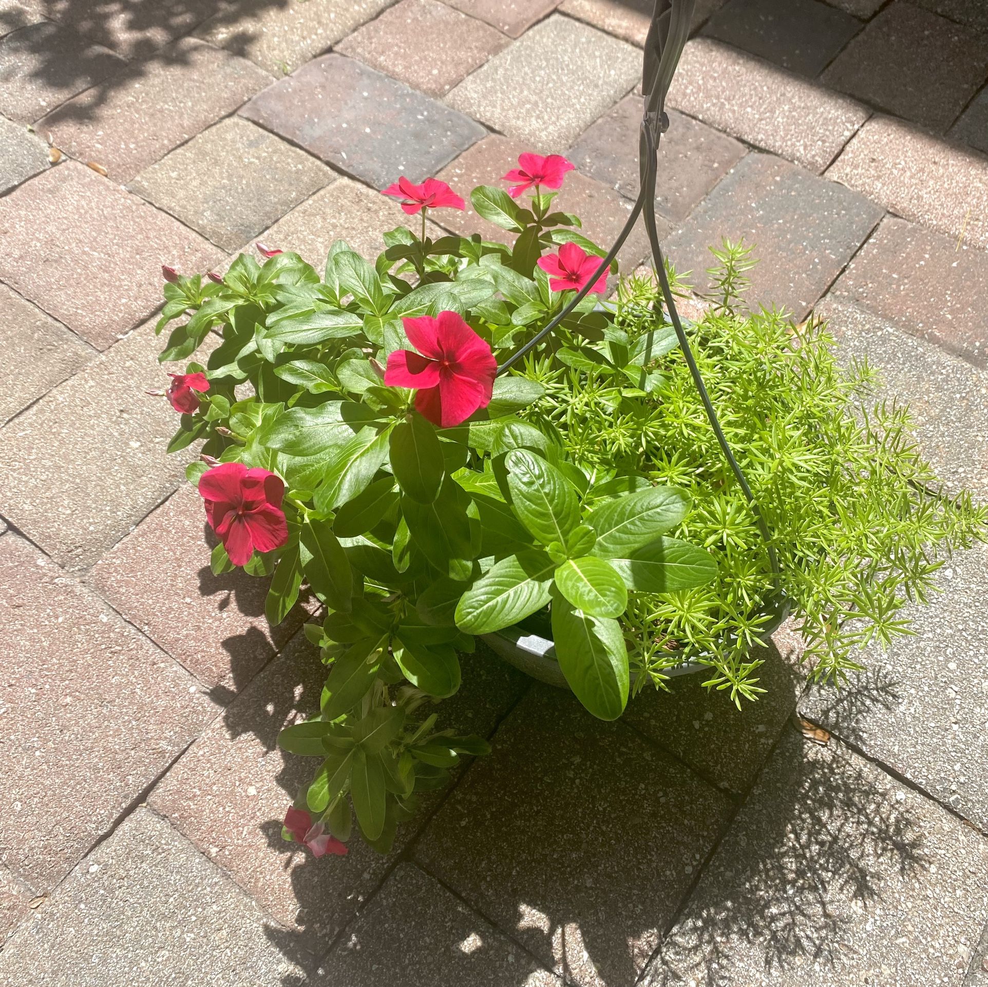 Vinca And Succulent