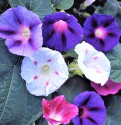 Mix Morning glory seeds