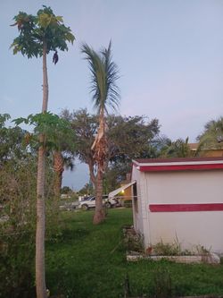 Coconut Tree For Sale