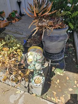 Plants And Pots And Stands