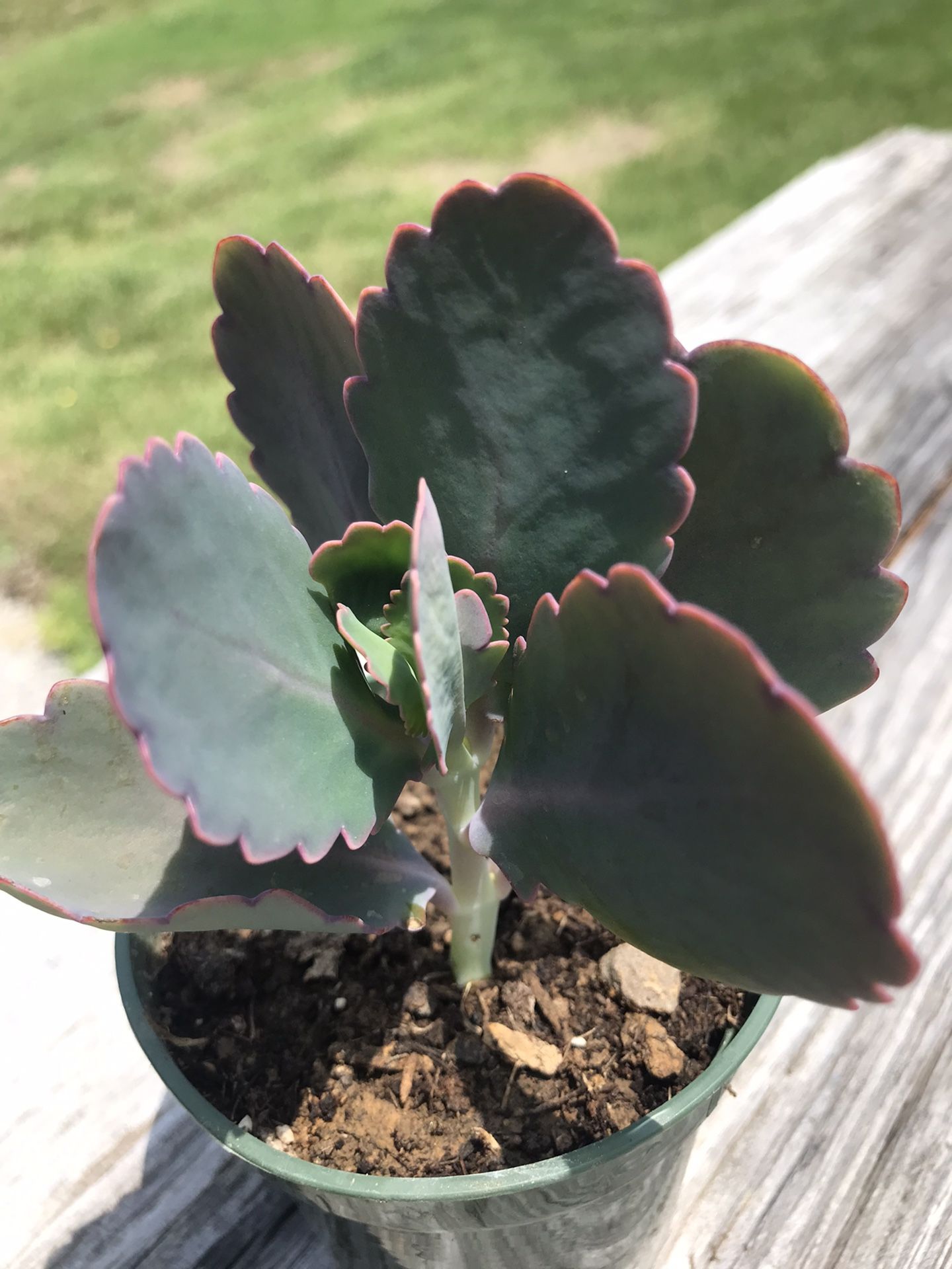Aurora Borealis- Kalanchoe Succulent Lavender Scoops Coral Pink Flowering Plant - 3.5 inch pot