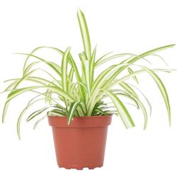Succulent spider plant