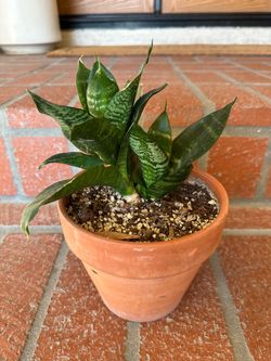 Snake Plant