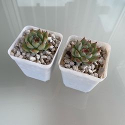 Echeveria Succulent