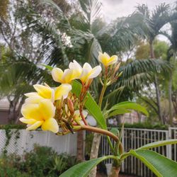 Plumeria  Frangipani 6 Feet Tall Yellow Hawaiian Flower