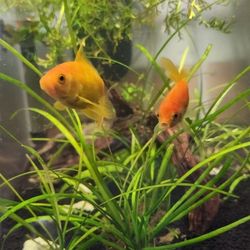 10g Fish Tank