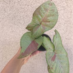 Beautiful Pink Confetti Syngonium Plant