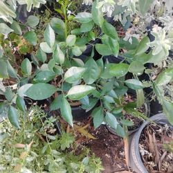 Plants