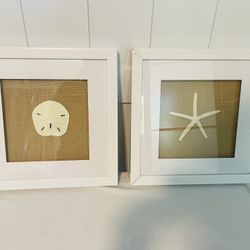 Framed Sand Dollar And Starfish Art