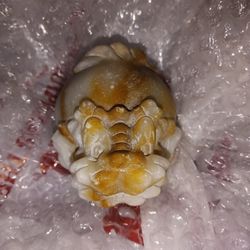 Big Calcite Dragon Turtle 