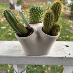 Succulents