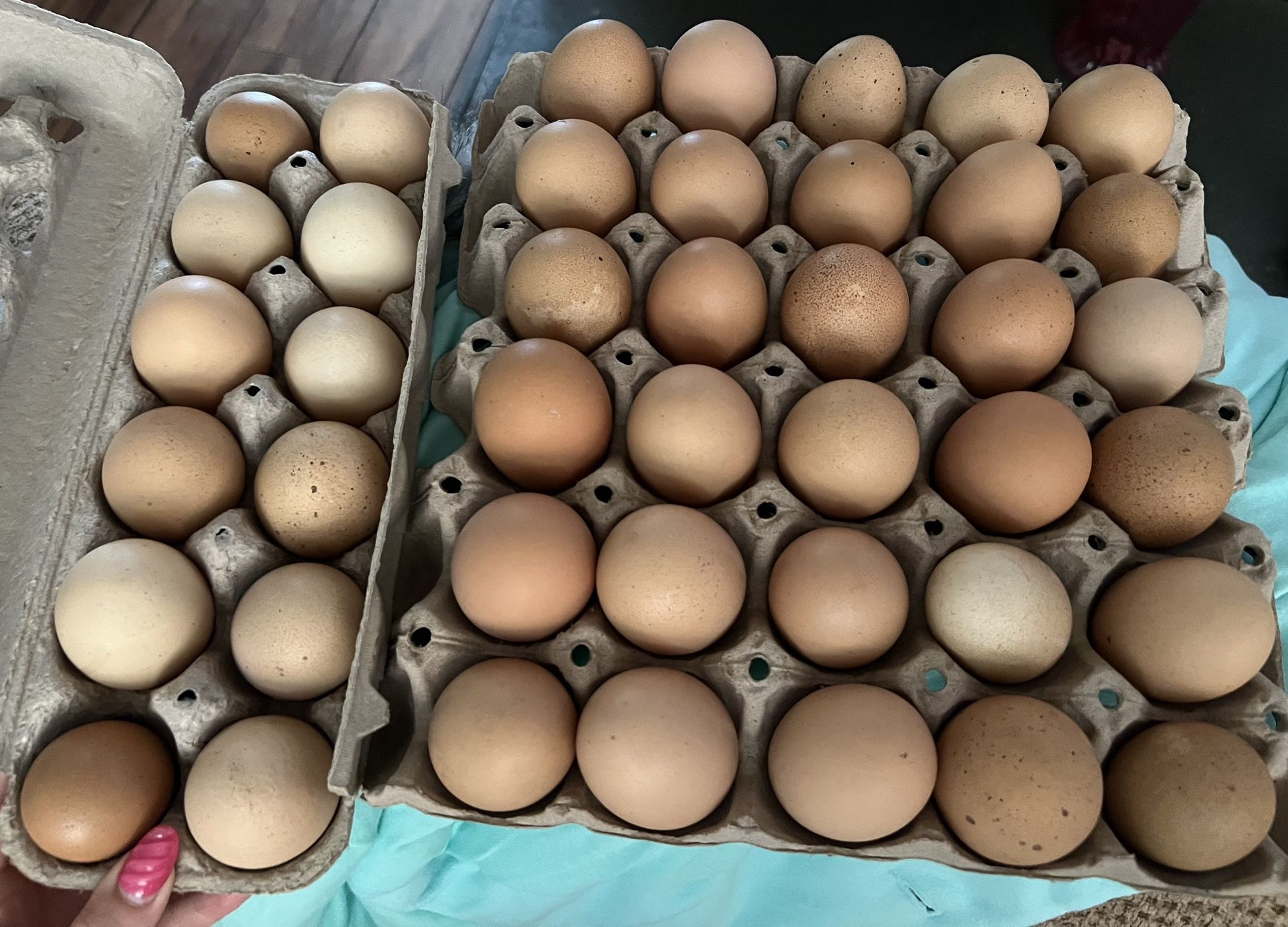 Organic Eggs 