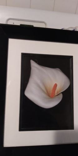 Beautiful framed day Lily picture