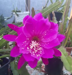 Epiphyllum morocco