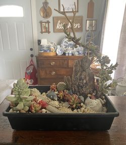 Live Plant