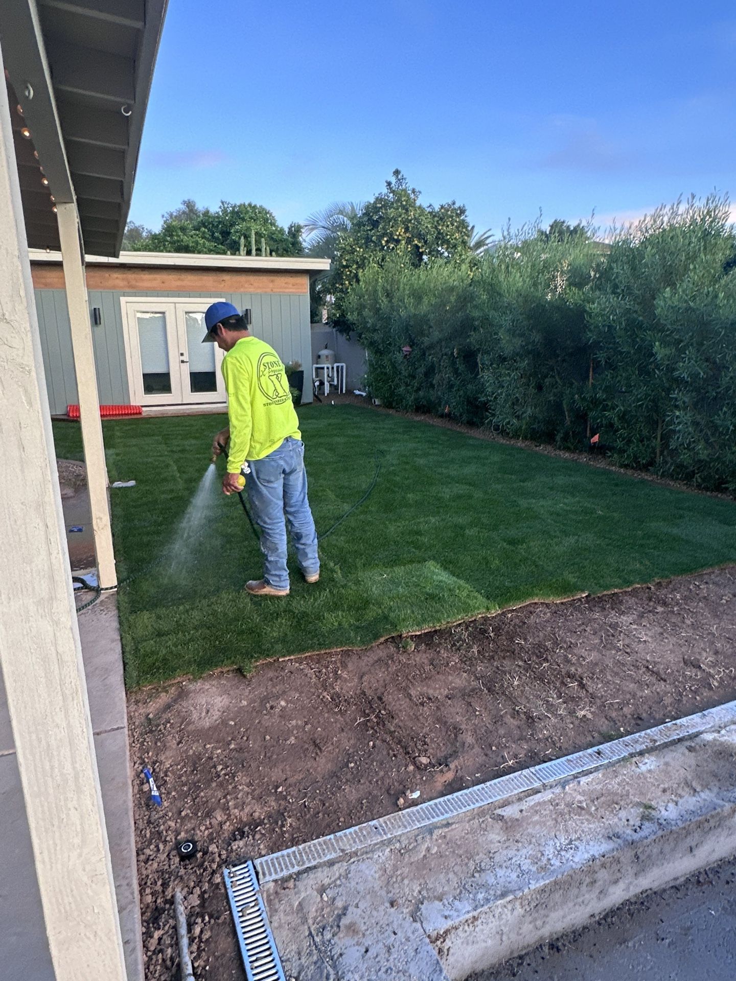 6 -8 Rolls Of Sod Fresh Overseeded 