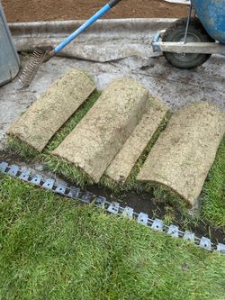 55sq feet of fresh sod