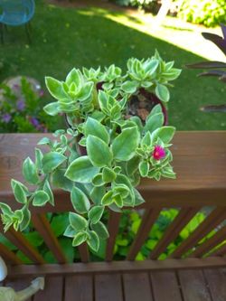 Baby sun rose