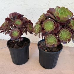 Succulents
