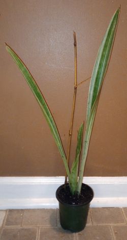 Sansevieria Snake Plant (25in Tall)