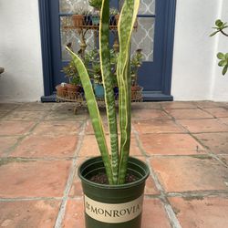 26” Tall Snake Plant in 1 Gallon Container Pot