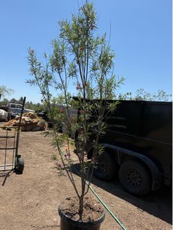 Desert willow multi
