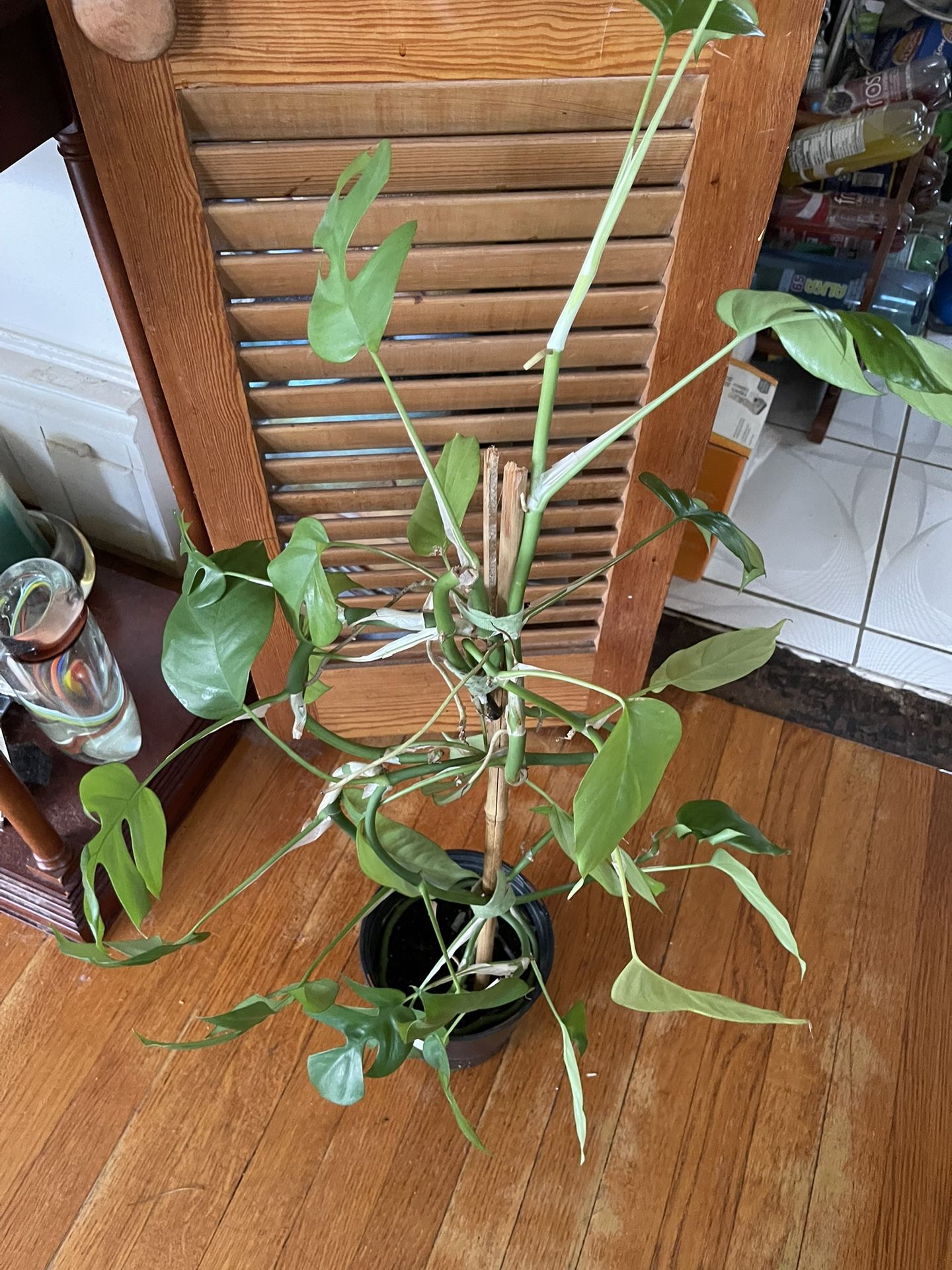 Mini Monstera