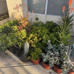 Large Succulent Plants 