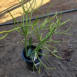 Planta 