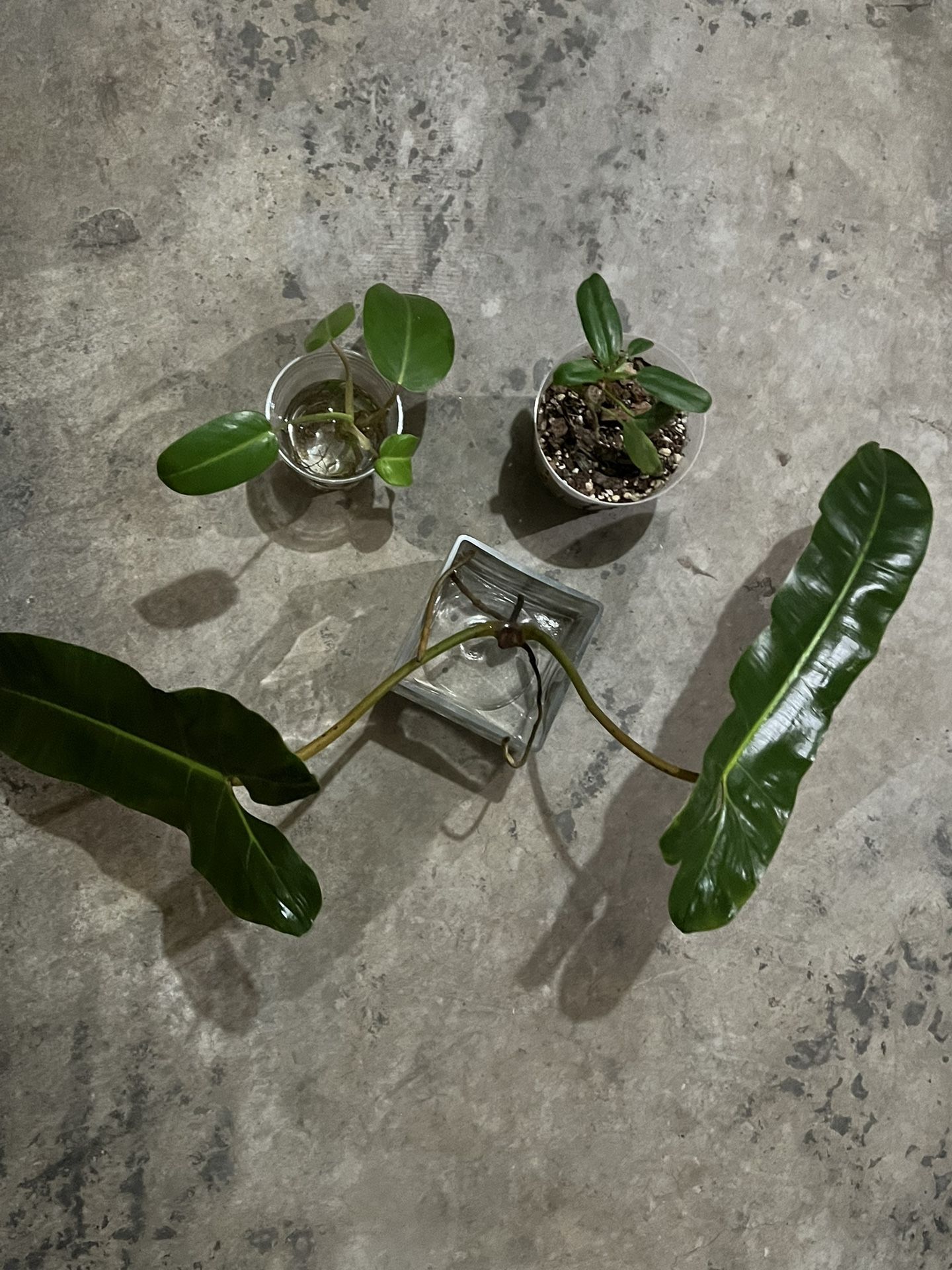 Philodendron Bundle 