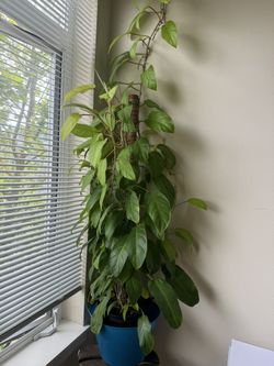 plant bananas Banana Plant 'Blue Java' – Incredible Edible Landscapes main image 1